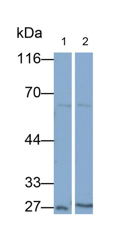 Invitrogen MASP1 Polyclonal Antibody 20 &mu;L; Unconjugated:Antibodies,