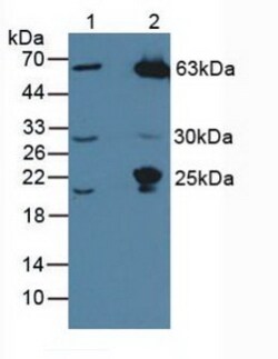 Invitrogen MASP1 Polyclonal Antibody 20 &mu;L; Unconjugated:Antibodies,