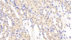 Invitrogen MASP1 Polyclonal Antibody 20 &mu;L; Unconjugated:Antibodies,