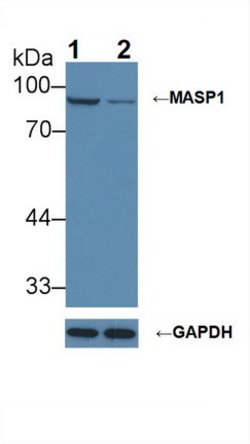 Invitrogen MASP1 Polyclonal Antibody 20 &mu;L; Unconjugated:Antibodies,