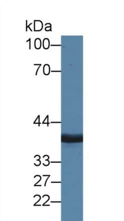 Invitrogen MPI Polyclonal Antibody:Antibodies:Primary Antibodies