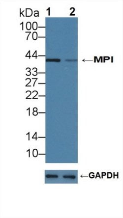 Invitrogen MPI Polyclonal Antibody:Antibodies:Primary Antibodies