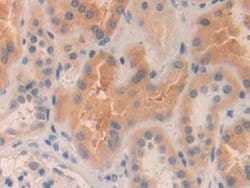 Invitrogen MMP24 Polyclonal Antibody 200 &mu;L; Unconjugated:Antibodies,