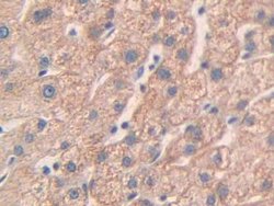 Invitrogen MMP24 Polyclonal Antibody 200 &mu;L; Unconjugated:Antibodies,