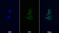 Invitrogen MMP9 Polyclonal Antibody 20 &mu;L; Unconjugated:Antibodies,