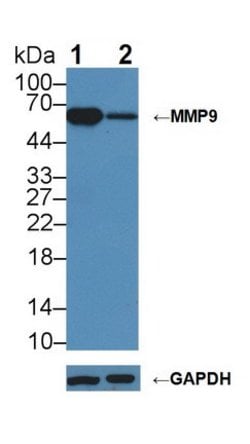 Invitrogen MMP9 Polyclonal Antibody 20 &mu;L; Unconjugated:Antibodies,