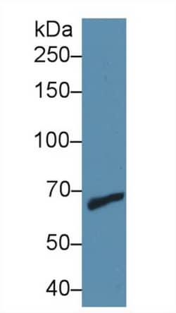 Invitrogen MMP9 Polyclonal Antibody 20 &mu;L; Unconjugated:Antibodies,