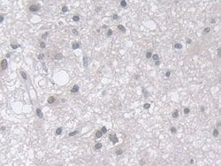 Invitrogen MPP5 Polyclonal Antibody 200 &mu;L; Unconjugated:Antibodies,