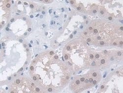 Invitrogen MPP5 Polyclonal Antibody 200 &mu;L; Unconjugated:Antibodies,