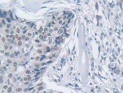 Invitrogen MPP5 Polyclonal Antibody 200 &mu;L; Unconjugated:Antibodies,