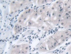 Invitrogen MPP5 Polyclonal Antibody 200 &mu;L; Unconjugated:Antibodies,