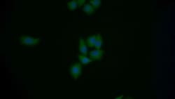 Invitrogen Mgea5 Polyclonal Antibody 20 &mu;L; Unconjugated:Antibodies,