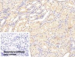 Invitrogen Mgea5 Polyclonal Antibody 20 &mu;L; Unconjugated:Antibodies,