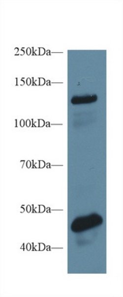 Invitrogen Mgea5 Polyclonal Antibody 20 &mu;L; Unconjugated:Antibodies,