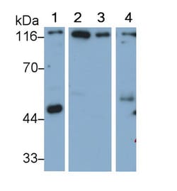 Invitrogen Mgea5 Polyclonal Antibody 20 &mu;L; Unconjugated:Antibodies,