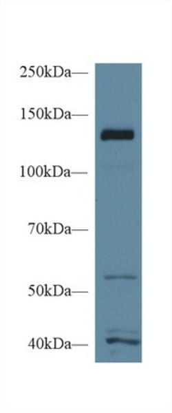 Invitrogen Mgea5 Polyclonal Antibody 20 &mu;L; Unconjugated:Antibodies,