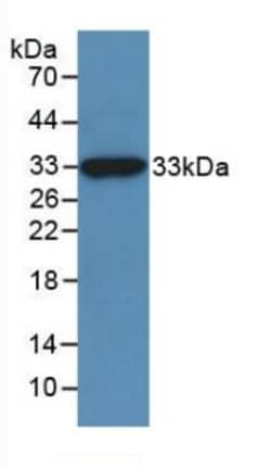 Invitrogen Mgea5 Polyclonal Antibody 20 &mu;L; Unconjugated:Antibodies,