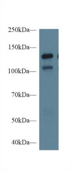 Invitrogen Mgea5 Polyclonal Antibody 20 &mu;L; Unconjugated:Antibodies,