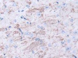 Invitrogen Meteorin Polyclonal Antibody 200 &mu;L; Unconjugated:Antibodies,