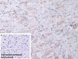 Invitrogen Meteorin Polyclonal Antibody 200 &mu;L; Unconjugated:Antibodies,