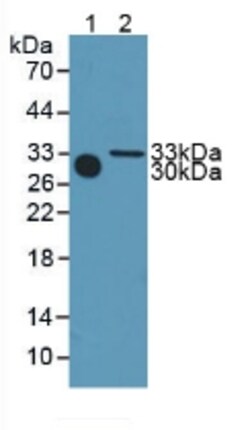 Invitrogen Meteorin Polyclonal Antibody 200 &mu;L; Unconjugated:Antibodies,