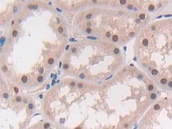 Invitrogen MAT2A Polyclonal Antibody:Antibodies:Primary Antibodies