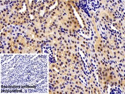 Invitrogen MAT2A Polyclonal Antibody:Antibodies:Primary Antibodies