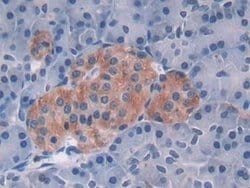 Invitrogen MAT2A Polyclonal Antibody:Antibodies:Primary Antibodies