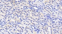 Invitrogen MSRA Polyclonal Antibody:Antibodies:Primary Antibodies