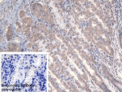 Invitrogen MARS Polyclonal Antibody:Antibodies:Primary Antibodies