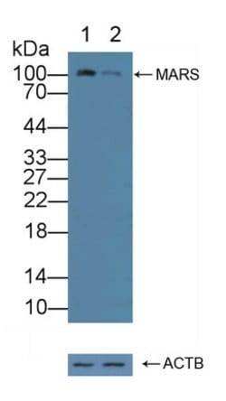 Invitrogen MARS Polyclonal Antibody:Antibodies:Primary Antibodies