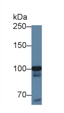 Invitrogen MARS Polyclonal Antibody:Antibodies:Primary Antibodies
