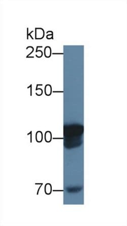 Invitrogen MARS Polyclonal Antibody:Antibodies:Primary Antibodies