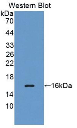 Invitrogen MARS Polyclonal Antibody:Antibodies:Primary Antibodies