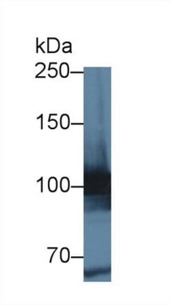 Invitrogen MARS Polyclonal Antibody:Antibodies:Primary Antibodies