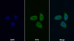 Invitrogen MARS Polyclonal Antibody 200 &mu;L; Unconjugated:Antibodies,
