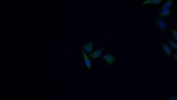 Invitrogen MARS Polyclonal Antibody 200 &mu;L; Unconjugated:Antibodies,