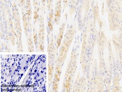 Invitrogen MARS Polyclonal Antibody 200 &mu;L; Unconjugated:Antibodies,