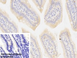 Invitrogen MARS Polyclonal Antibody 200 &mu;L; Unconjugated:Antibodies,