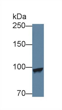 Invitrogen MARS Polyclonal Antibody 200 &mu;L; Unconjugated:Antibodies,