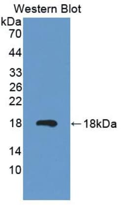 Invitrogen MARS Polyclonal Antibody 200 &mu;L; Unconjugated:Antibodies,