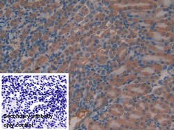 Invitrogen MIB2 Polyclonal Antibody 20 &mu;L; Unconjugated:Antibodies,