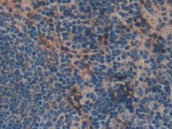 Invitrogen MIB2 Polyclonal Antibody 20 &mu;L; Unconjugated:Antibodies,