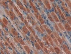 Invitrogen MIB2 Polyclonal Antibody 20 &mu;L; Unconjugated:Antibodies,