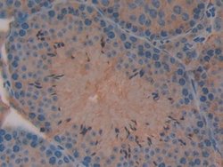 Invitrogen MIB2 Polyclonal Antibody 20 &mu;L; Unconjugated:Antibodies,