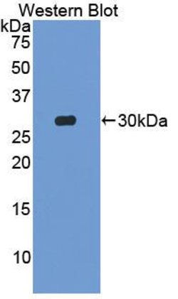 Invitrogen MIB2 Polyclonal Antibody 20 &mu;L; Unconjugated:Antibodies,