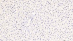 Invitrogen MIB2 Polyclonal Antibody:Antibodies:Primary Antibodies