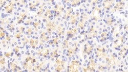 Invitrogen MIB2 Polyclonal Antibody:Antibodies:Primary Antibodies