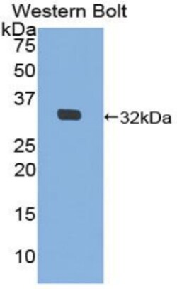 Invitrogen MIB2 Polyclonal Antibody:Antibodies:Primary Antibodies