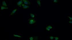 Invitrogen MEK2 Polyclonal Antibody 200 &mu;L; Unconjugated:Antibodies,